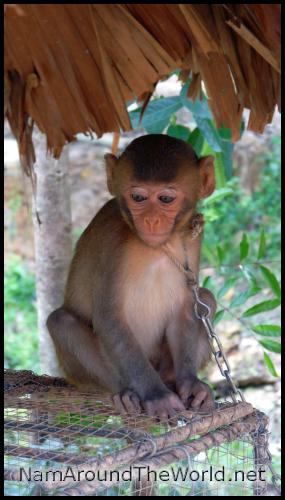 Singe à vendre, Da Lat, Vietnam | Monkey for sale, Da Lat, Vietnam