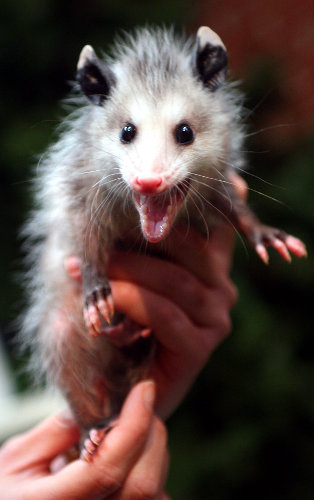 Opossum d'Amérique | America opossum