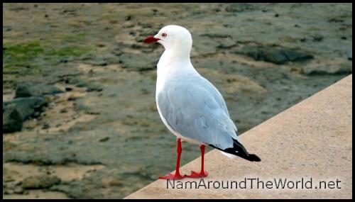 Mouette argentée, Cairns | Silver Gull, Cairns
