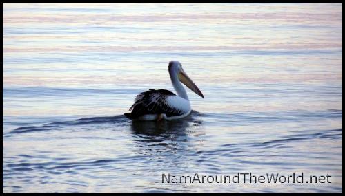 Pélican, Cairns | Pelican, Cairns