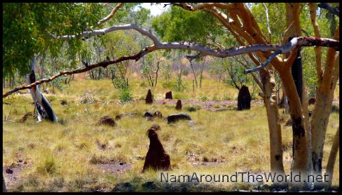 Termitières géantes | Giants termite mounds