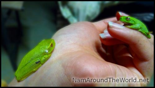 Gentilles petites genouilles vertes, Mareeba, Queensland, Australie | Lovely little green frogs, Mareeba, QLD, Australia