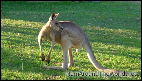 Kangourou | Kangaroo