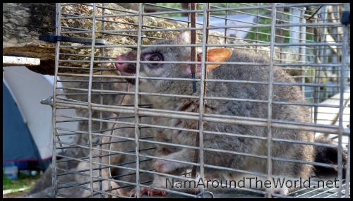 Opossum | Possum