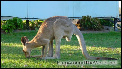 Kangourou | Kangaroo