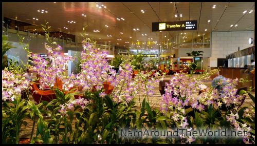 Terminal 3, Aéroport de Changi, Singapour | Terminal 3, Changi Airport, Singapore